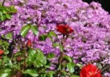 Tirrena Bike & Country Szálloda