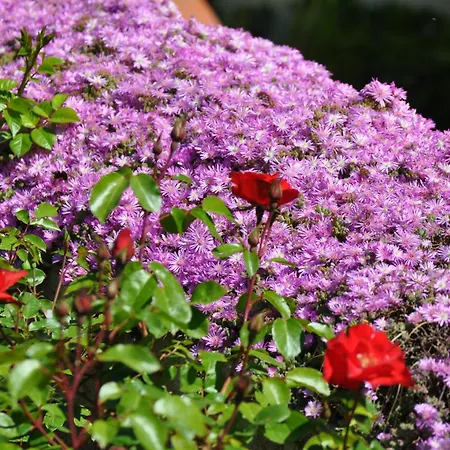 Hotel Tirrena Bike & Country 3*