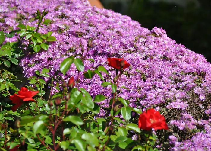 מלון Tirrena Bike & Country 3*